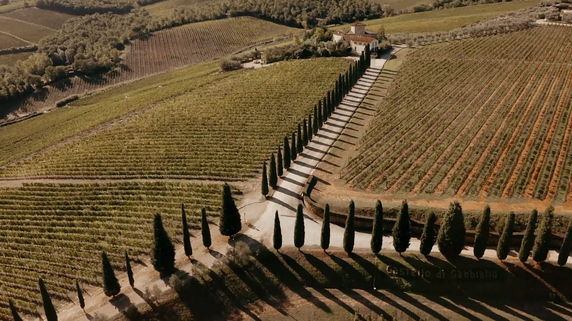 Aerial view over a Tuscan vineyard, a cypress avenue leading to a villa