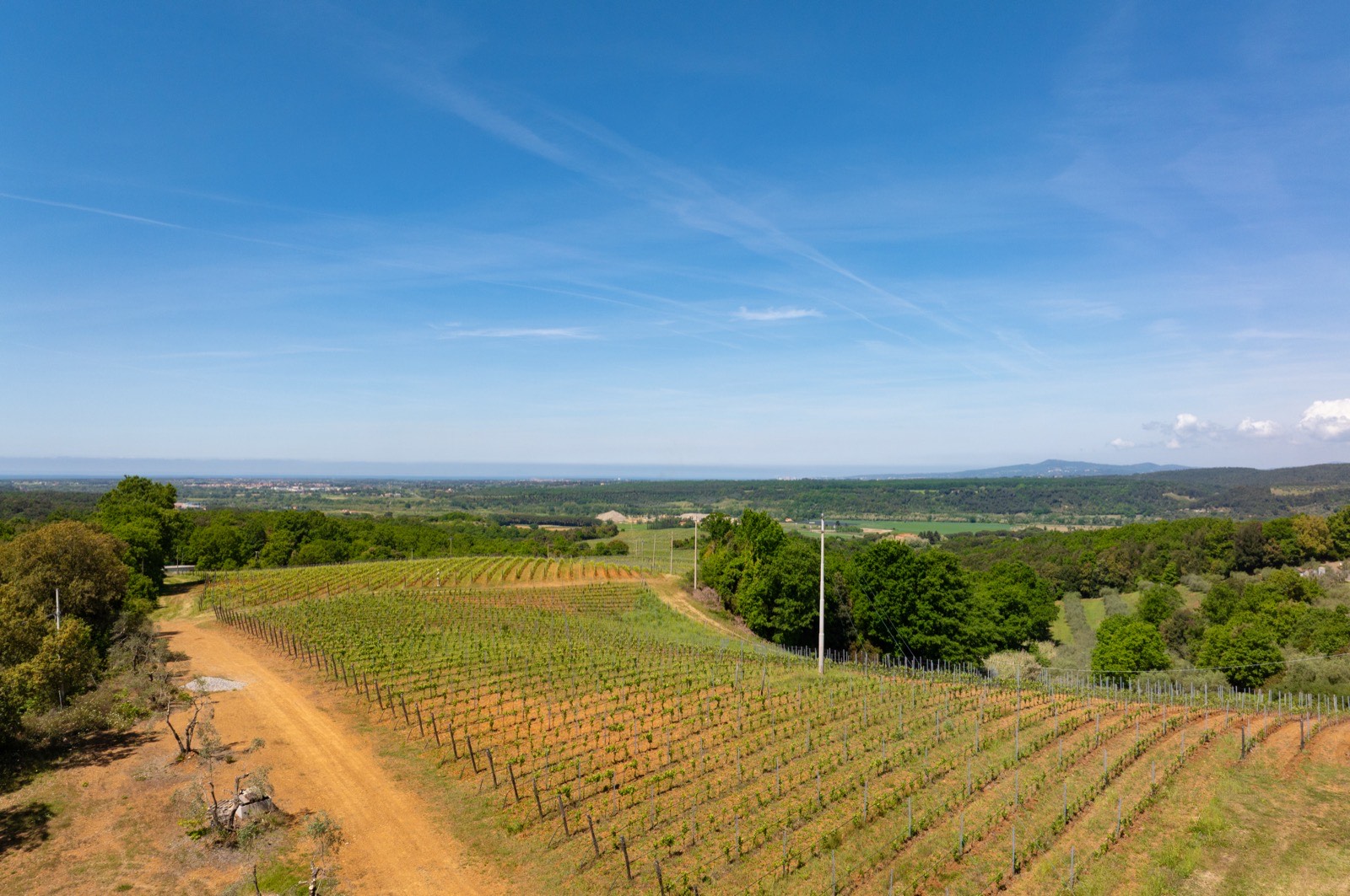 Organic Wine Estate on the Tuscan Coast